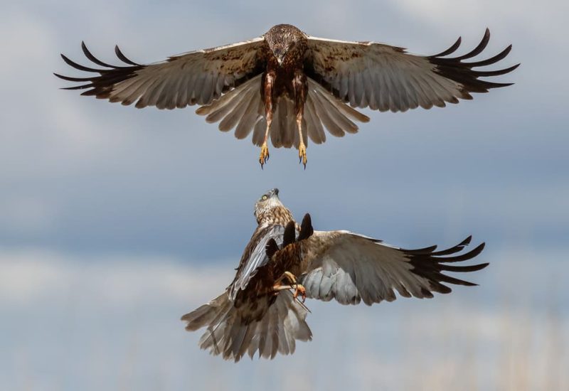Dos aguiluchos laguneros peleando en el aire durante una exhibición de garras en los hides de El Taray.