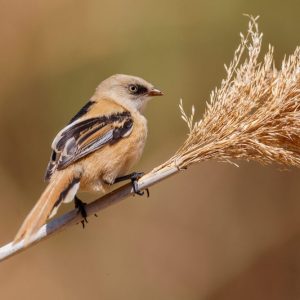 Hembra de Pájaro Bigotudo (Panurus biarmicus) posada en una caña den el Hide Masiega en El Taray, Toledo.