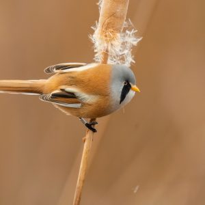 Macho de Bigotudo (Panurus biarmicus) posado sobre una vara de enea, mostrando su característica máscara negra y plumaje anaranjado.