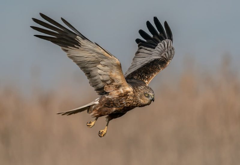 Aguilucho lagunero hembra en pleno vuelo con las garras extendidas para aterrizar en El Taray, Toledo.