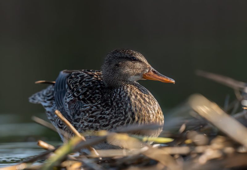 Hembra de ánade real descansando entre carrizos en la finca El Taray, Toledo. Fotografía de aves desde hide.