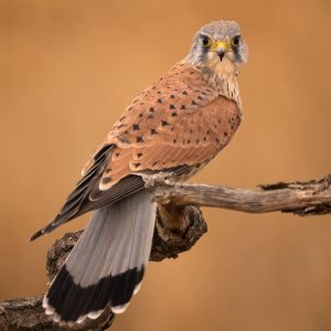 Cernícalo vulgar macho posado en una rama, fotografiado desde un hide en la finca El Taray, Toledo.