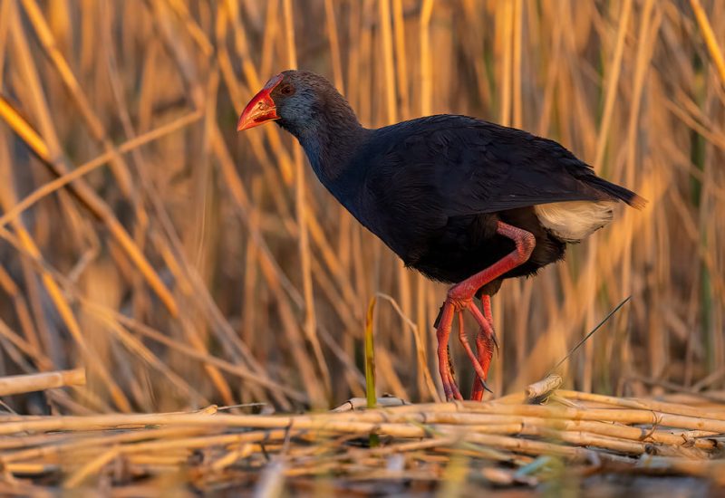 Calamón Común caminando sobre vegetación palustre bajo la luz dorada del atardecer en los Hides de El Taray, Toledo.