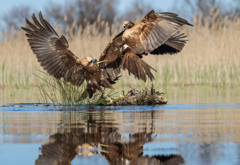 Pelea territorial de dos aguiluchos laguneros con garras entrelazadas sobre el agua en El Taray, Toledo. Acción de fotografía de naturaleza extrema.