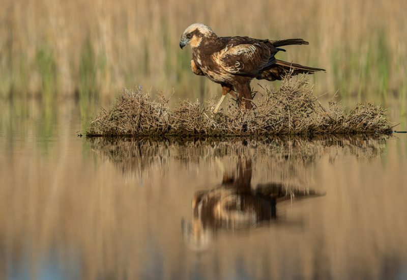 Aguilucho lagunero reflejado en el agua de la laguna de El Taray. Fotografía de aves rapaces posadas en isletas de vegetación en Toledo.