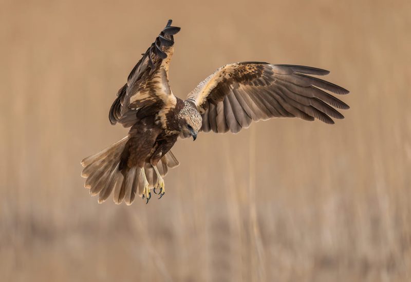 Aguilucho lagunero hembra realizando un descenso controlado sobre el humedal de El Taray. Fotografía de aves rapaces en vuelo con luz de atardecer en Toledo.