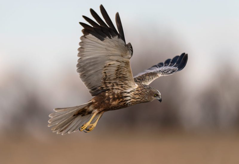 Aguilucho lagunero en vuelo de perfil sobre los carrizales de El Taray, Toledo. Fotografía de aves rapaces en libertad con fondo desenfocado.