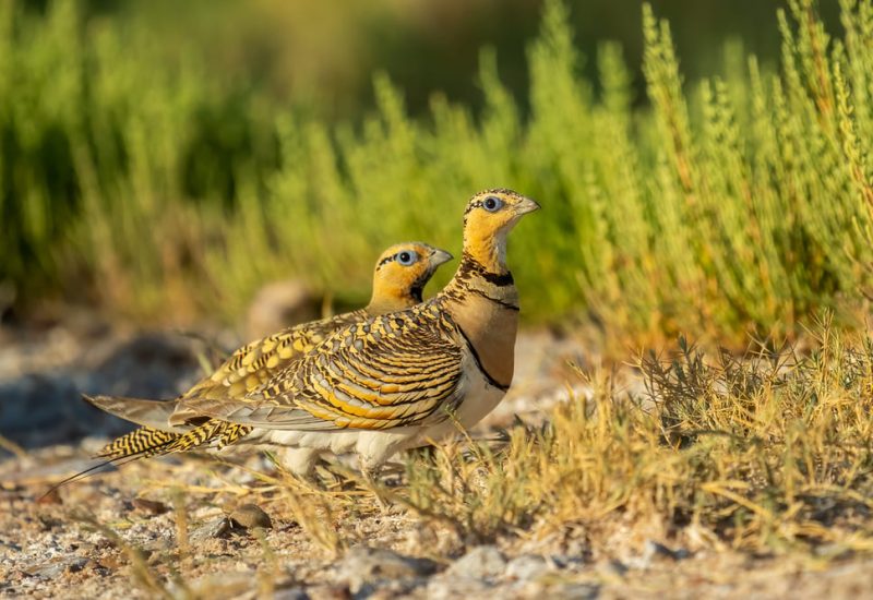 Pareja de Gangas en el suelo, fotografía de aves en los hides de El Taray con Wild Spain Travel.