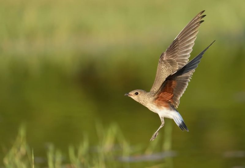 Canastera común en pleno vuelo con las alas desplegadas sobre un fondo verde desenfocado. Fotografía de acción en El Taray.