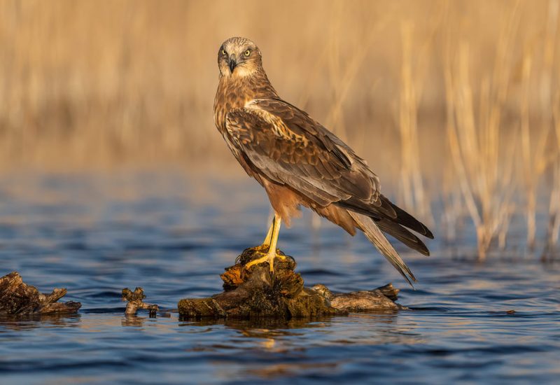 Primer plano de un aguilucho lagunero mirando fijamente a cámara desde un posadero en la laguna de El Taray, Toledo. Fotografía de aves rapaces de Wild Spain Travel.