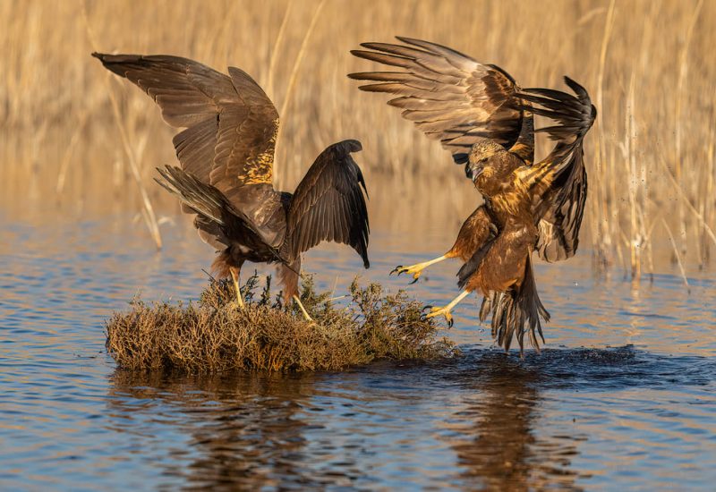 Pelea territorial de aguiluchos laguneros en el aire sobre una isleta en la laguna de El Taray, Toledo. Fotografía de acción de aves rapaces con garras extendidas.