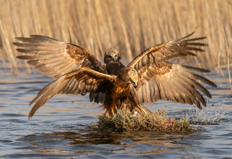 Dos aguiluchos laguneros en pleno enfrentamiento territorial sobre el agua en la finca El Taray, Toledo. Fotografía de acción de aves rapaces con alas extendidas y salpicaduras.