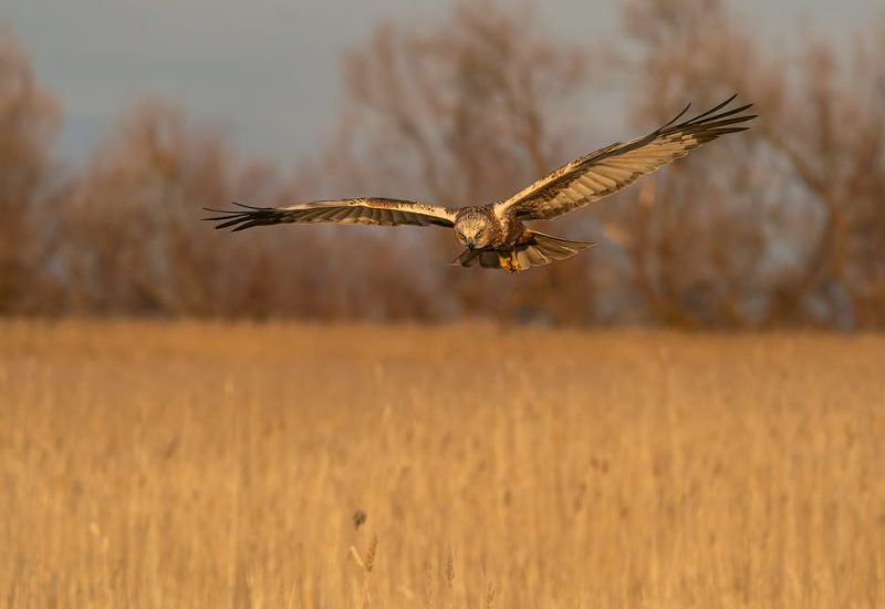 Aguilucho lagunero volando a baja altura sobre el carrizal dorado de El Taray, Toledo. Fotografía de aves rapaces en vuelo frontal.
