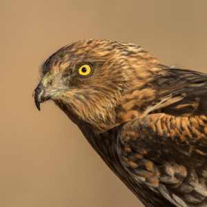 Primer plano detallado de la cabeza de un Aguilucho Lagunero Occidental (Circus aeruginosus) mostrando su ojo amarillo y pico ganchudo en El Taray.
