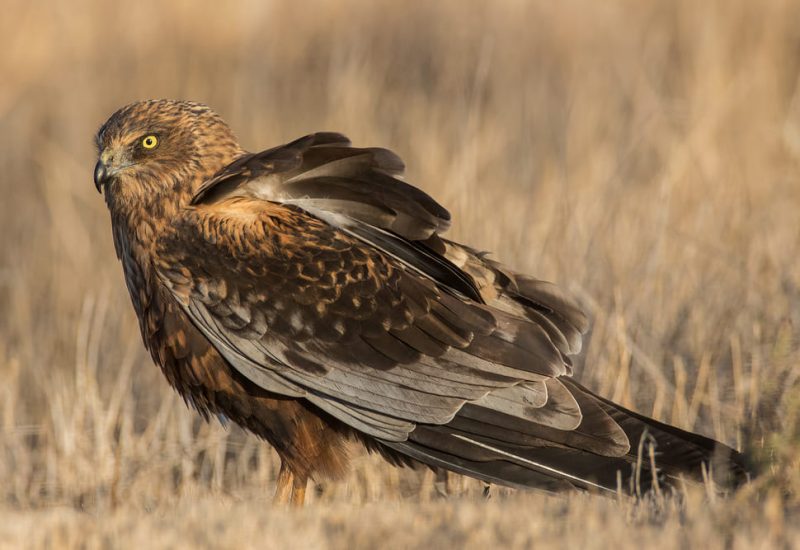 Aguilucho lagunero hembra caminando por el suelo en el humedal de El Taray.