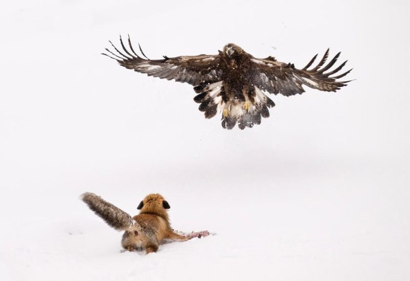 Rapaces de Valdeburón