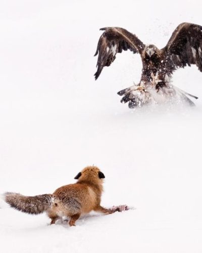 Hide-Rapaces-Valdeburón
