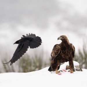 Rapaces de Valdeburón