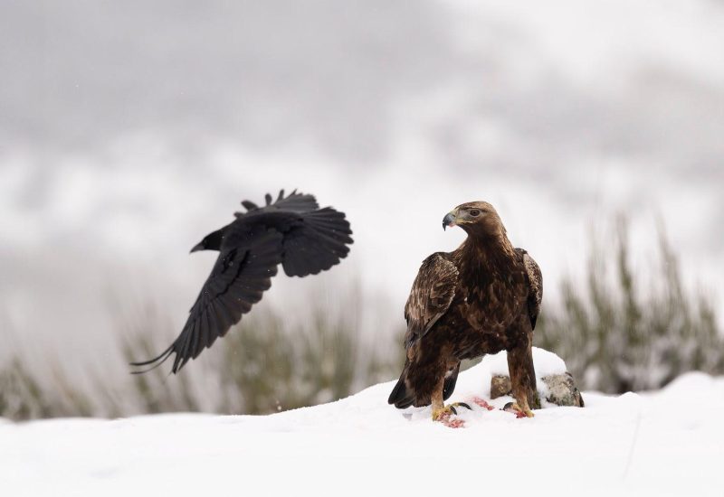 Rapaces de Valdeburón