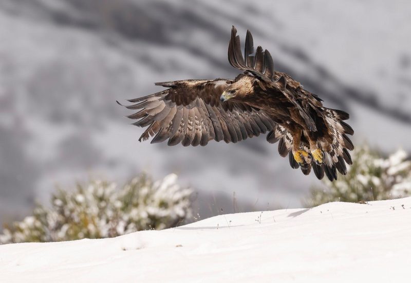 Rapaces de Valdeburón