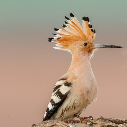 abubilla