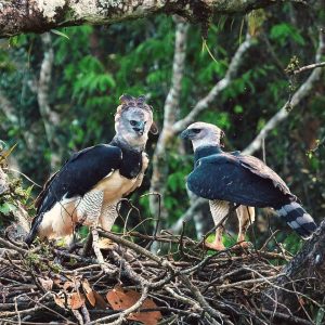 águila arpía 3