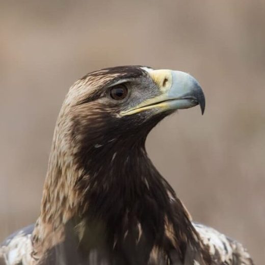 águila imperial