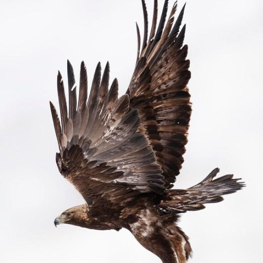 aguila real