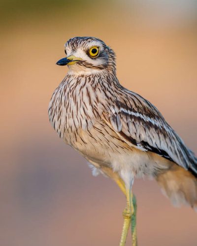 Alcaraván común (Burhinus oedicnemus) de pie en suelo árido, mostrando sus grandes ojos amarillos en El Taray, Toledo.