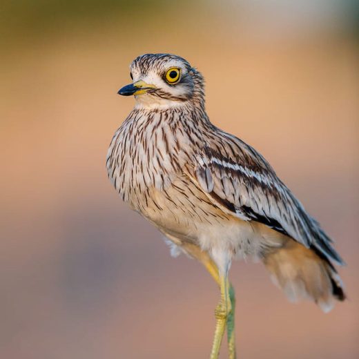 Alcaraván común (Burhinus oedicnemus) de pie en suelo árido, mostrando sus grandes ojos amarillos en El Taray, Toledo.