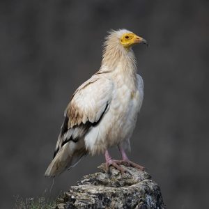 alimoche