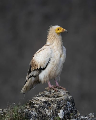 alimoche
