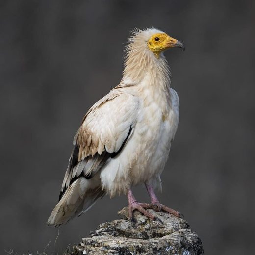 alimoche