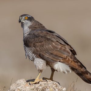 Azor común adulto (Accipiter gentilis) posado sobre una roca en el entorno natural de El Taray, Toledo.