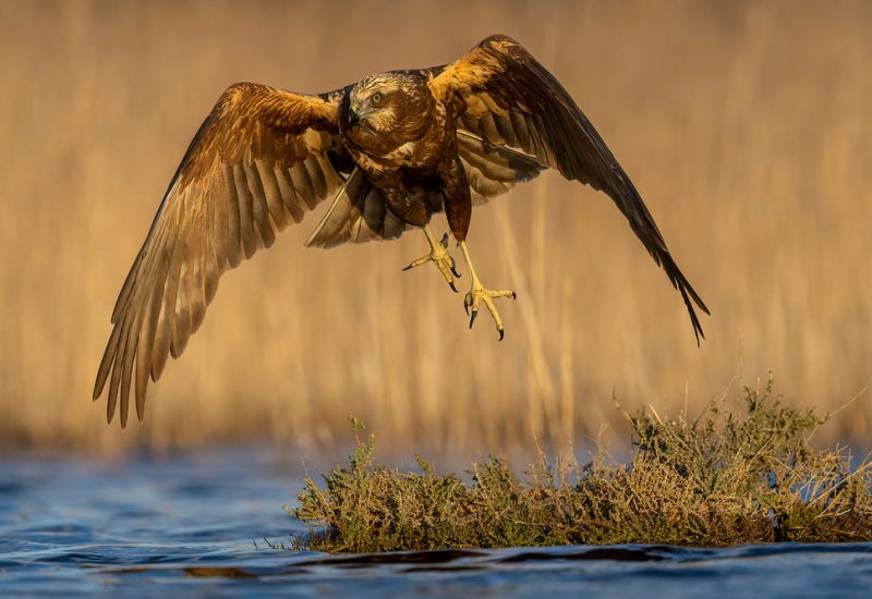 Aguilucho lagunero con garras extendidas aterrizando en humedal de El Taray, Toledo. Fotografía de aves rapaces en acción desde hide fotográfico.