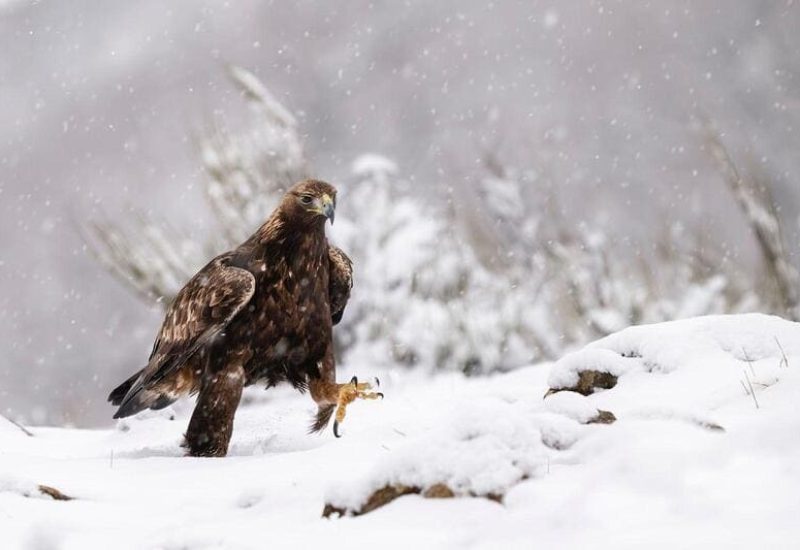 Rapaces de Valdeburón