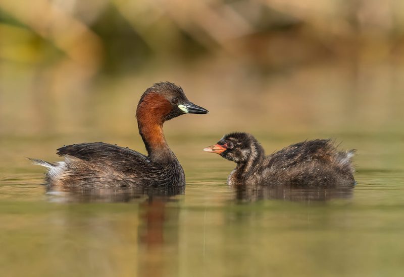 Zampullín chico adulto con su cría en la laguna de El Taray, Toledo. Fotografía de aves acuáticas y cuidado parental.