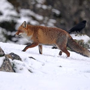 Rapaces de Valdeburón