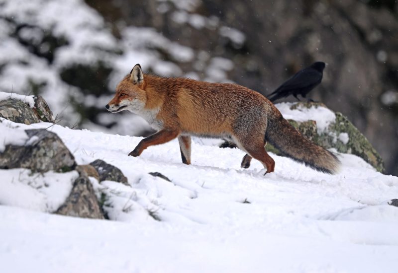 Rapaces de Valdeburón