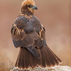Primer plano de un aguilucho lagunero joven de espaldas mirando sobre su hombro en El Taray.