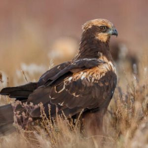 Aguilucho lagunero joven caminando entre la hierba seca en los humedales de El Taray.
