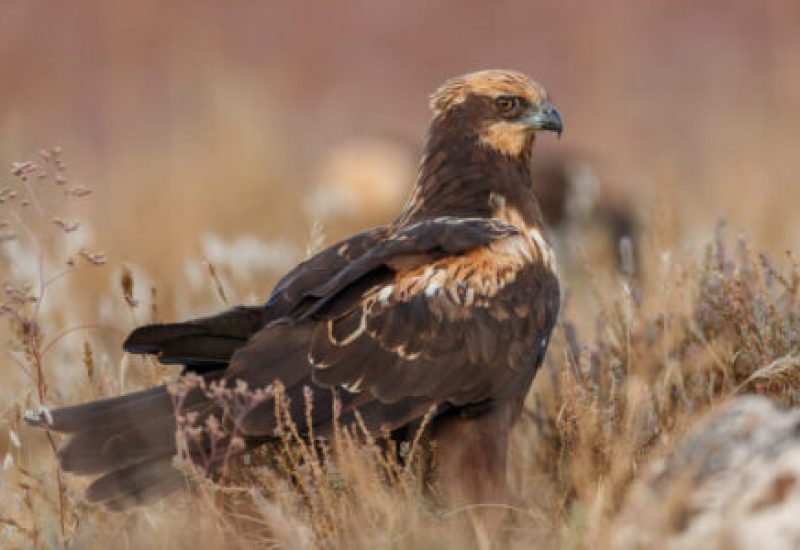 Aguilucho lagunero joven caminando entre la hierba seca en los humedales de El Taray.