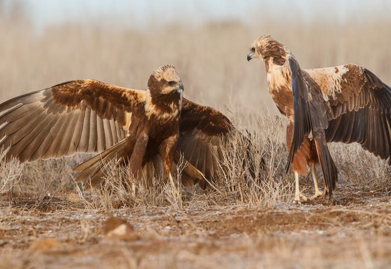 Dos aguiluchos laguneros occidentales interactuando con las alas desplegadas en el suelo, fotografía de comportamiento animal en El Taray.