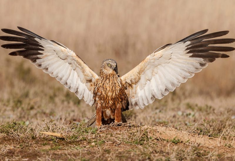 Aguilucho lagunero aterrizando con las alas extendidas en el suelo de la finca El Taray, Castilla-La Mancha.