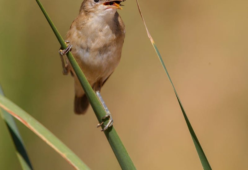 Carricero común sujeto a un junco verde en el humedal de la Finca El Taray, Toledo.