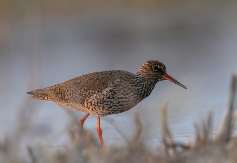 Archibebe común caminando por la orilla de un humedal en la Finca El Taray, Toledo, captado desde un hide fotográfico.