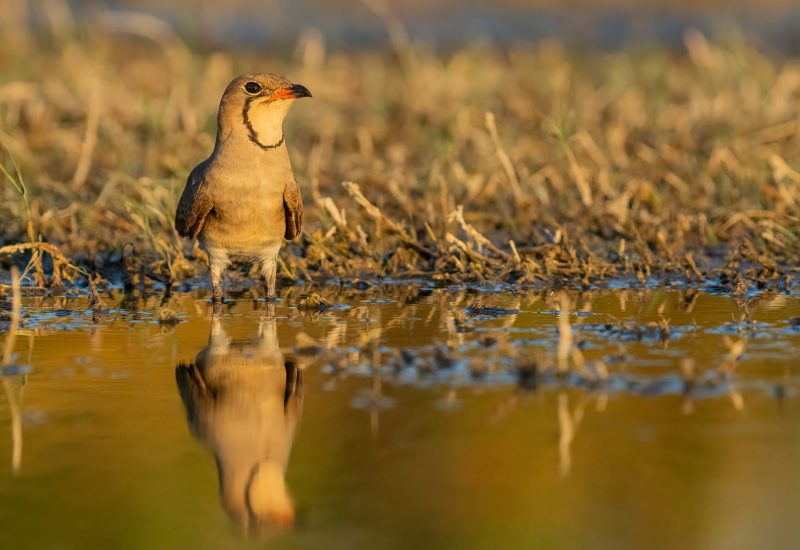 Canastera común reflejada en el agua durante el atardecer, fotografiada desde un hide en la Finca El Taray.