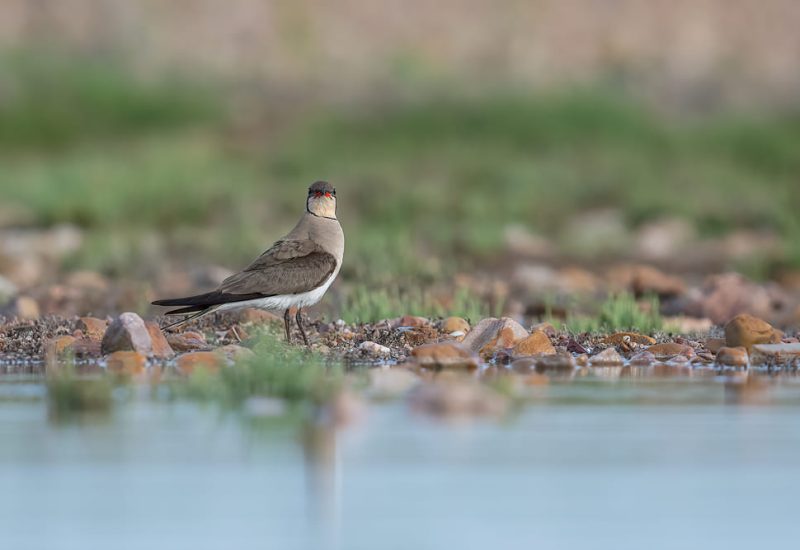 Canastera común posada en la orilla frente a un hide fotográfico en El Taray, Castilla-La Mancha.