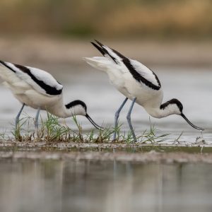 Pareja de avocetas comunes (Recurvistra avosetta) alimentándose en las aguas someras de la laguna de El Taray, Toledo.