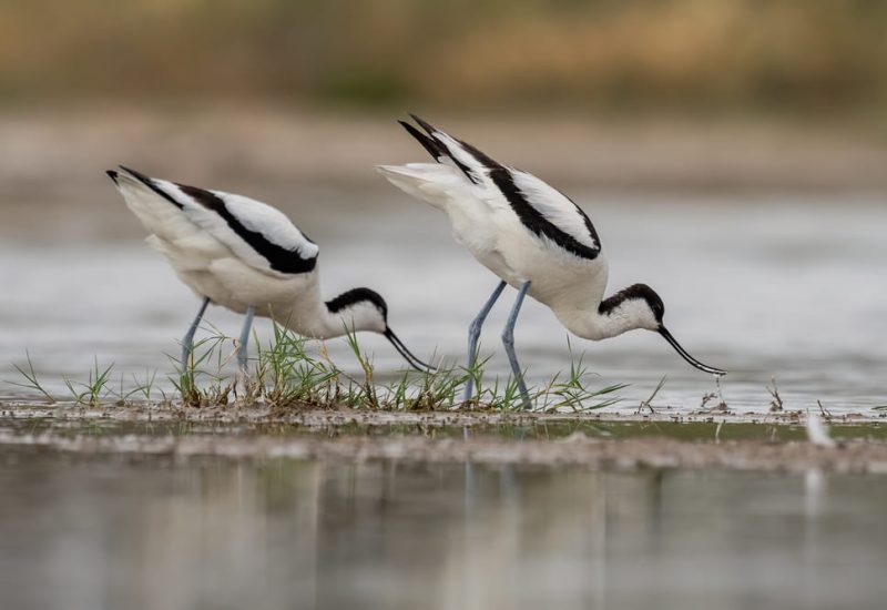 Pareja de avocetas comunes (Recurvistra avosetta) alimentándose en las aguas someras de la laguna de El Taray, Toledo.